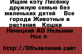 Ищем коту Лисёнку дружную семью без маленьких детей  - Все города Животные и растения » Кошки   . Ненецкий АО,Нельмин Нос п.